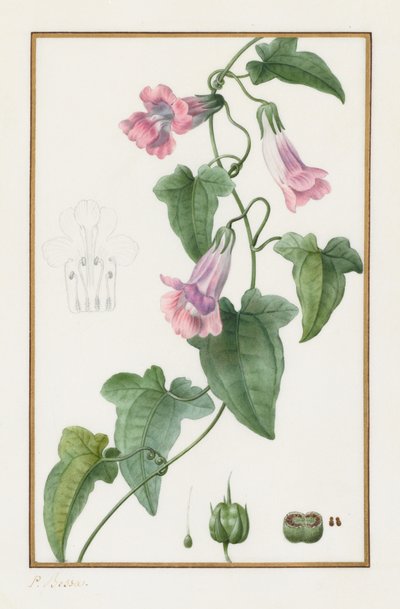 (Botaniczny: Maurándia semperflorens) autorstwa Pancrace Bessa