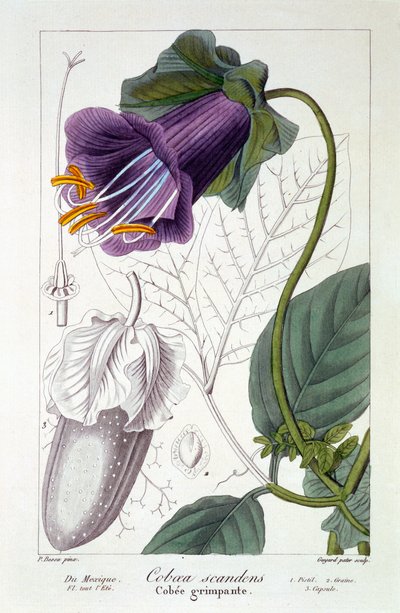 Cobaea scandens, 1836 (ręcznie barwiony grawerunek) autorstwa Pancrace Bessa
