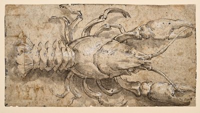 Raki (rekto) autorstwa Parmigianino