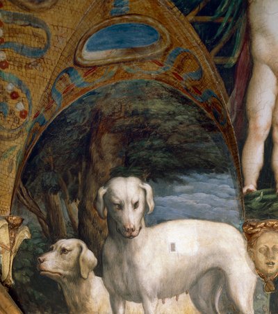 Para psów, fragment mitu o Dianie i Akteonie, autorstwa Francesco Mazzola znanego jako Parmigianino (1503-1540), fresk, północna strona Pokoju Diany i Akteona, Rocca Sanvitale, Fontanellato, niedaleko Parmy, Włochy, ok. 1524 autorstwa Parmigianino