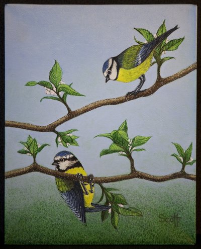Bluetits, 2016 autorstwa Pat Scott