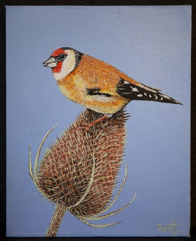 Goldfinch, 2016 autorstwa Pat Scott