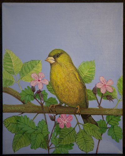 Greenfinch, 2016 autorstwa Pat Scott