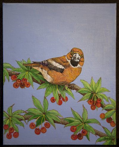 Jastrząb, 2016 r. autorstwa Pat Scott