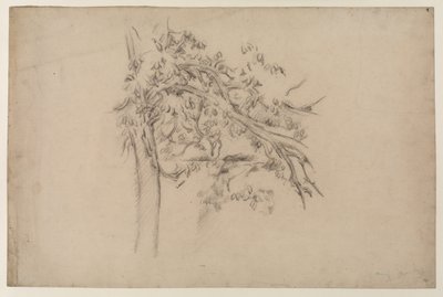 Studium drzewa, ok. 1885-87 (grafit na papierze) autorstwa Paul Cézanne