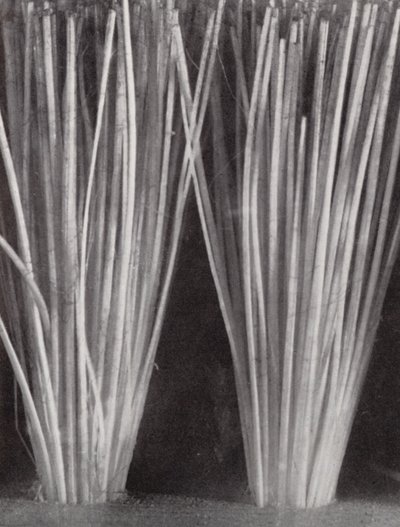 Włosie szczotki do ubrań (zdjęcie czarno-białe) autorstwa Paul Henning