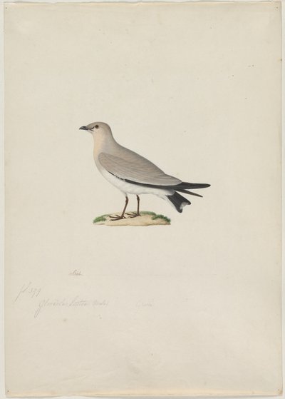 Mały Pratincole Glareola lactea, XIX wiek. autorstwa Paul Huet