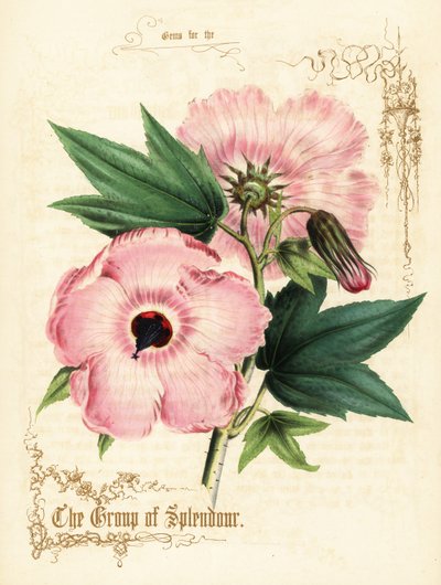 Różowe kwiaty i liście hibiskusa. autorstwa Paul Jerrard