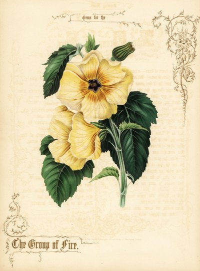 Żółte kwiaty i liście hibiskusa. autorstwa Paul Jerrard