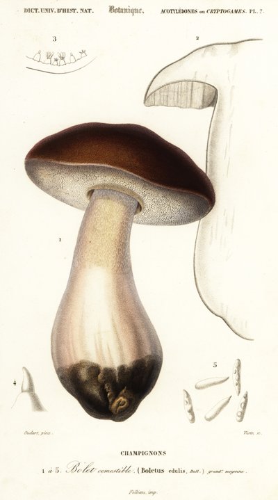 Cep, bułka groszowa, borowik lub borowik, borowik szlachetny. ,1849 (grawerowanie) autorstwa Paul Louis Oudart