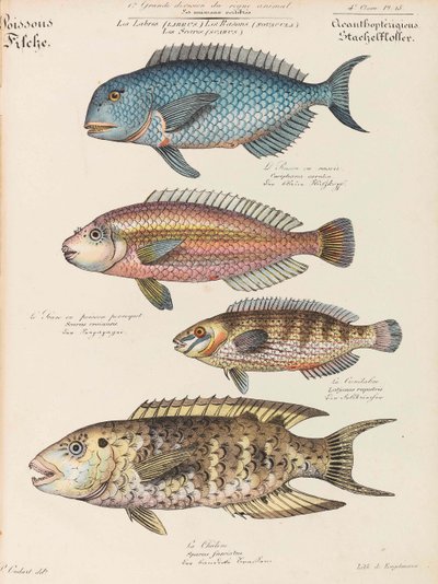 Kurs Historii Naturalnej, 1825-1826. autorstwa Paul Louis Oudart