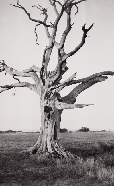 Martwe drzewo, Romney Marsh autorstwa Paul Nash
