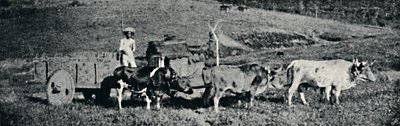 „Wózek wołowy”, 1895 r. autorstwa Paulo Sack