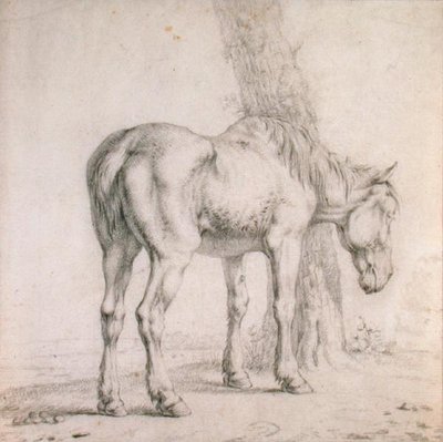 Stary koń (czarna kreda na papierze) autorstwa Paulus (attr.to) Potter