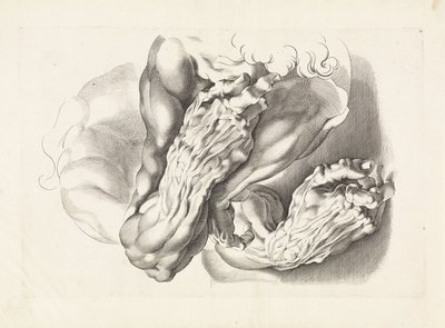Badania anatomiczne broni Książka rysunkowa Petera Paula Rubensa (tytuł serii) autorstwa Paulus Pontius