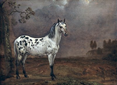 Łaciaty koń autorstwa Paulus Potter