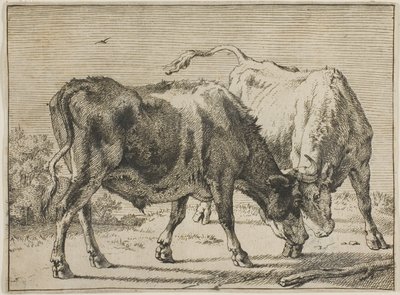 Walka dwóch byków autorstwa Paulus Potter