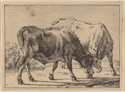 Walka dwóch wołów autorstwa Paulus Potter