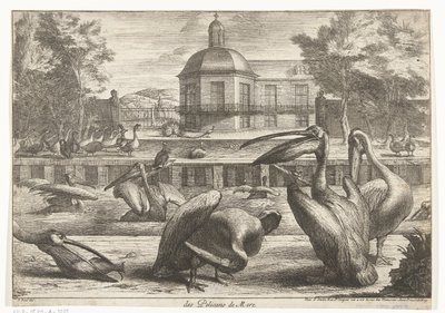 pelikany des Pelicans de Mere (tytuł na obiekcie) Ptaki z Menażerii Wersalskiej (tytuł serii) autorstwa Peeter Boel (attributed to)
