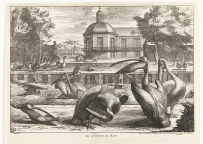 pelikany des Pelicans de Mere (tytuł na obiekcie) Ptaki z Menażerii Wersalskiej (tytuł serii) autorstwa Peeter Boel (attributed to)