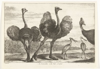 Strusie, Kazuar i Warzęcha 1. Autruches. 2. des Pals. c. zwykły Ptaki z Menażerii Wersalskiej (tytuł serii) autorstwa Peeter Boel (attributed to)