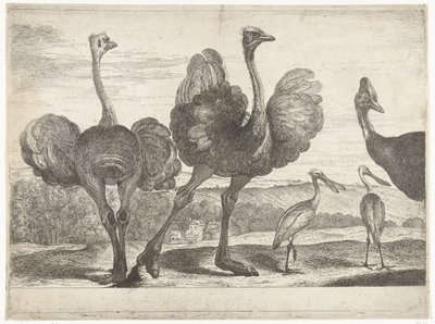 Strusie, Kazuar i Warzęcha Ptaki z Menażerii Wersalskiej (tytuł serii) autorstwa Peeter Boel (attributed to)