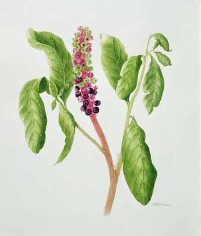 Phytolacca (akwarela) autorstwa Peggy Wyatt