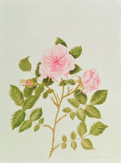 Rosa var: Gertrude Jekyll (akwarela) autorstwa Peggy Wyatt