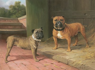 Buldog rudy i buldog pręgowany przy stodole (olej na płótnie) autorstwa Percy Thomas Earl