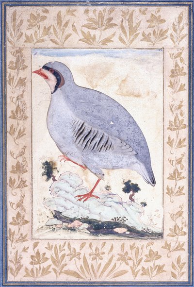 Kuropatwa czerwononoga połowa XVII wieku autorstwa Persian School
