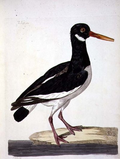 Talerz Sea Pie lub ostrygojad (Haematopus ostralegus) z 