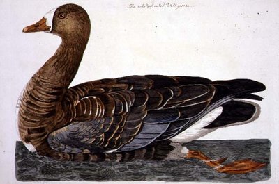 Talerz Gęś białoczelna (Anser albifrons) z 