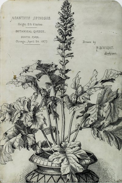 Acanthus Spinosus, Rysunki prezentacyjne autorstwa Peter Bonnett Wight