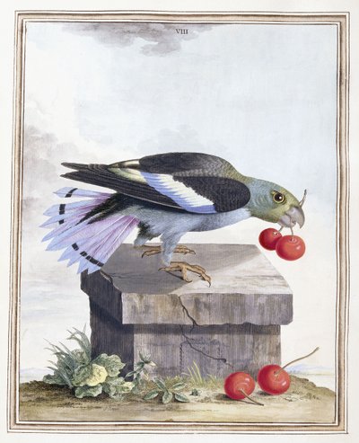 Płyta VIII autorstwa Peter Brown