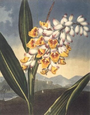 Kiwająca Renealmia, grawerowana przez Caldwalla, ze „Świątyni Flory” Roberta Thorntona, wyd. 1801 (kolorowy grawer) autorstwa Peter Charles (after) Henderson