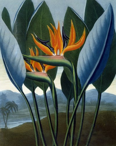 Królowa, rytowane przez R. Cooper, z "The Temple of Flora" przez R.J. Thornton, pub. 1807 autorstwa Peter Charles Henderson
