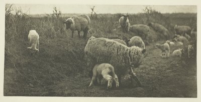 Marsz duszpasterski (Suffolk) autorstwa Peter Henry Emerson