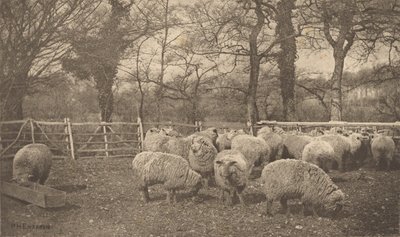  autorstwa Peter Henry Emerson