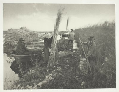 Podczas zbiorów trzciny autorstwa Peter Henry Emerson