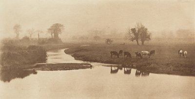 Owce na bagnach [Pejzaż z bydłem], 1890-1891, druk 1893. autorstwa Peter Henry Emerson