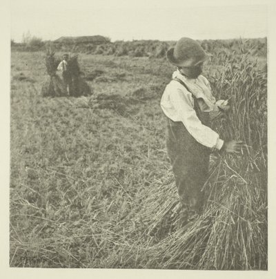 Szokująca Kukurydza (Norfolk) autorstwa Peter Henry Emerson