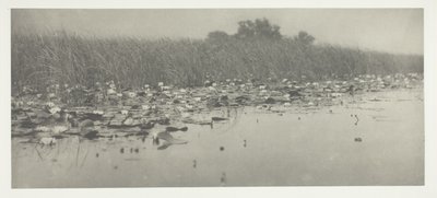 Lilie wodne autorstwa Peter Henry Emerson
