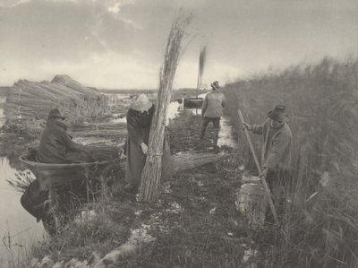 Podczas trzcinowych żniw autorstwa Peter Henry Emerson and T.F. Goodall
