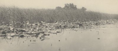 Lilie wodne autorstwa Peter Henry Emerson and T.F. Goodall