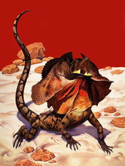 Frilled Lizard (gwasz na papierze) autorstwa Peter Jackson