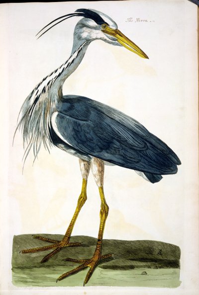 Talerz Czapla (Ardea cinerea) z 