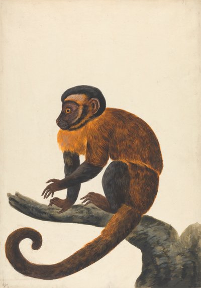Kapucyn autorstwa Peter Paillou the younger