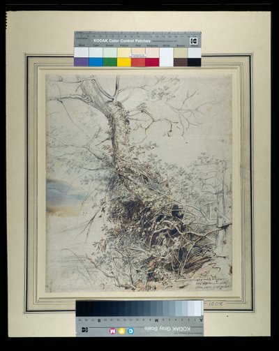 Umierające drzewo, jego pień porośnięty jeżynami, obok ogrodzenia, ok. 1618-20 (pióro i tusz na kredzie z praniem na papierze) autorstwa Peter Paul Rubens