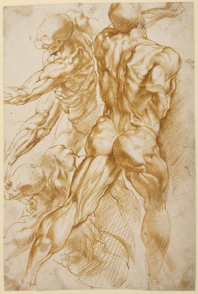 Badania anatomiczne autorstwa Peter Paul Rubens