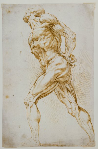Studium anatomiczne: nagi kroczący w prawo, z rękami za plecami autorstwa Peter Paul Rubens